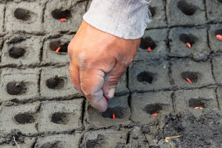 Seeds are grown from the ground and planting a seed in soil agriculture on the green natural...