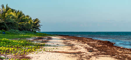 coastline with sargassum at the caribbean sea. Cancun, Mexicoの写真素材