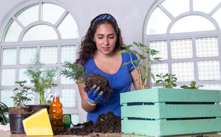 Woman transplanting plant a into a new pot. Young businesswoman transplanting plants in flowerpots. people, gardening, flower planting and profession concept - close up of woman or gardenerの写真素材