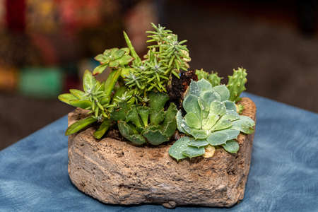 Succulent cactus garden in stone pot with a variety of cataceas. Interior decorationの写真素材