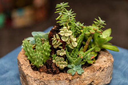 Succulent cactus garden in stone pot with a variety of cataceas. Interior decorationの写真素材
