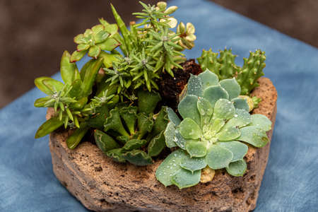Succulent cactus garden in stone pot with a variety of cataceas. Interior decorationの写真素材