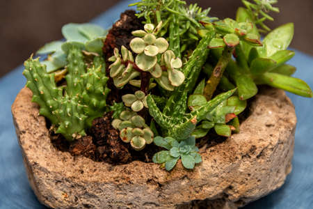 Succulent cactus garden in stone pot with a variety of cataceas. Interior decorationの写真素材