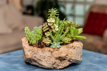 Succulent cactus garden in stone pot with a variety of cataceas. Interior decorationの写真素材