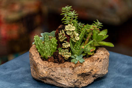 Succulent cactus garden in stone pot with a variety of cataceas. Interior decorationの写真素材