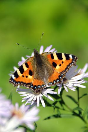 Butterfly Urticariaの写真素材