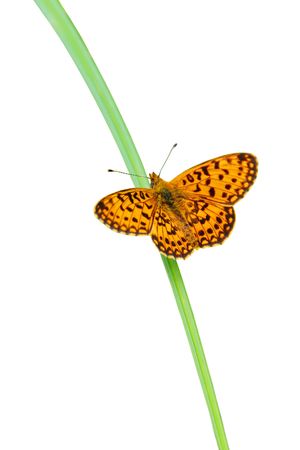 Butterfly on grassの写真素材