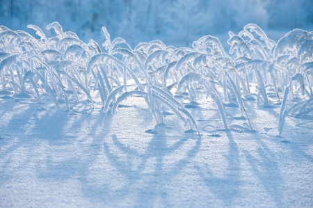 The grass in the frost. Ð bright, frosty day. Winter landscape.の写真素材