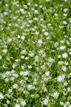 White wildflowers. Summer background of small white flowersの写真素材