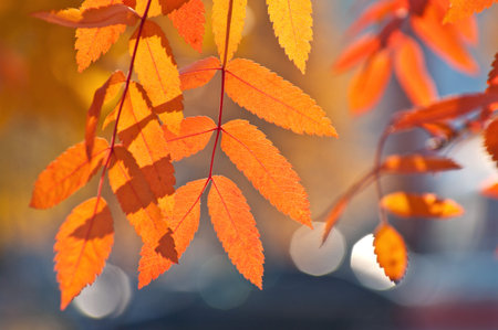 Red leaves of mountain ash. The background of the beautiful leaves of mountain ash