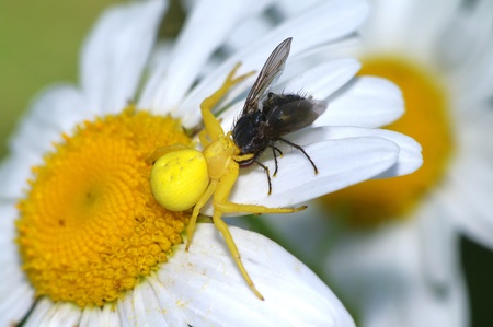 Goldenrod spider on daisy flower. Close up of a spider of a crab on a camomile (Misumena vatia). Successful huntingの写真素材