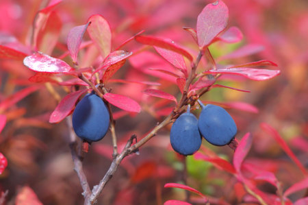 Blueberries grow in Siberia before the onset of cold weather.