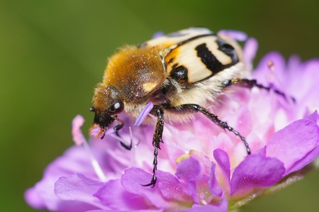 Beetle (trichius fasciatus) close-up on a pink flowerの写真素材