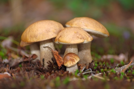 Family of boletus mushrooms close up.の写真素材
