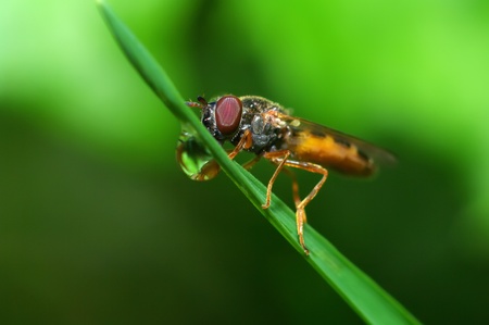 Fly (Episyrphus balteatus). The fly drinks morning dew.の写真素材
