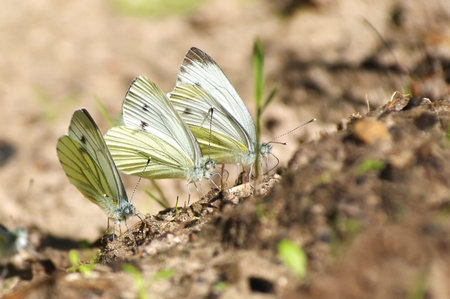 Butterflies make up for the lack of minerals in the sand