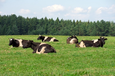 Cows lie on the green field, munching grassの写真素材