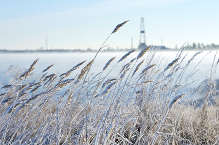 Reed in frost with a drilling derrick in the background. The first frost in Siberia at the end of October.の写真素材