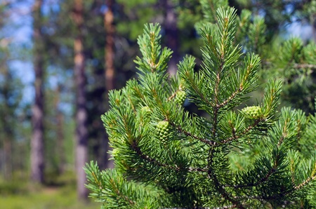 Summer in the woods. Pine branch with green buds on the background of the young forest.の写真素材