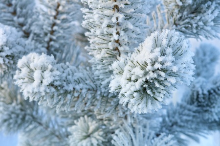 Winter background. A coniferous tree in hoarfrost and snowの写真素材
