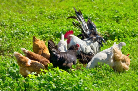 A flock of chickens walking on a green meadow.の写真素材