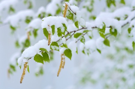 Birch catkins and leaves in the wind during the snowfall. Western Siberia, Russia.の写真素材