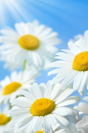 Wild daisies in the sunshineの写真素材
