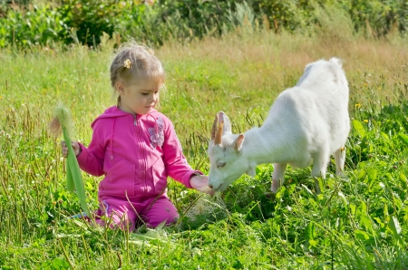 A little girl feeding a goat cornの写真素材