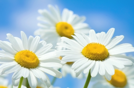 Beautiful daisy close-upの写真素材