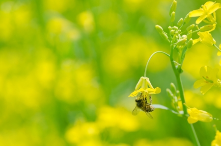 The bee collects honey on a flowerの写真素材