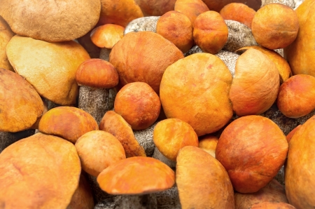 Background of fresh aspen mushroomsの写真素材