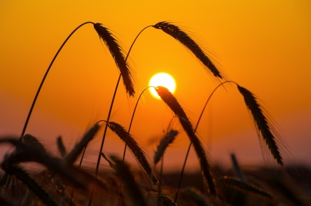  A field of ripe rye against the rising sun の写真素材