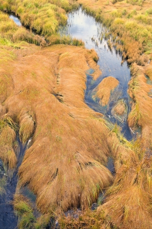 Autumn landscape. Lying grass on a bog.の写真素材
