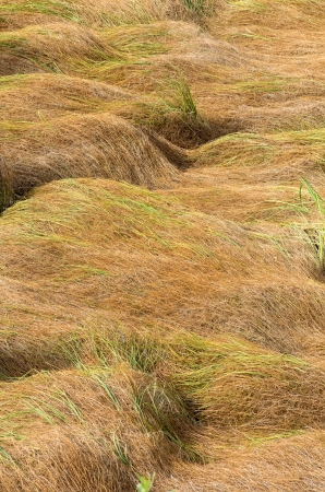 Background of lying marsh grassの写真素材