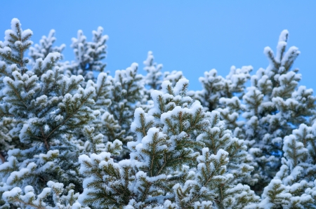 Snow-covered branches of Christmas tree.の写真素材