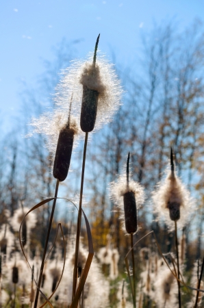 Fluffy cattail cobs in the sunlight.の写真素材
