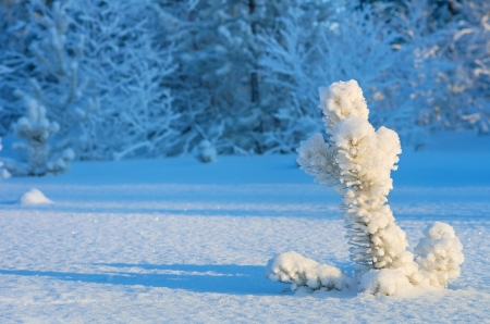 Winter Landscapeの写真素材