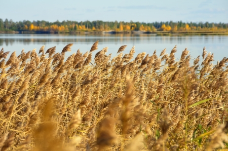 Reed on Lakeの写真素材