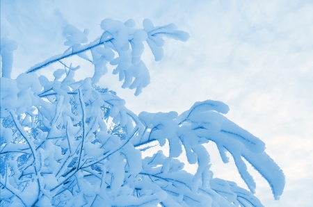 Snow-covered tree branches against the skyの写真素材