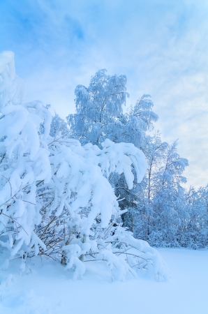 Winter Landscapeの写真素材