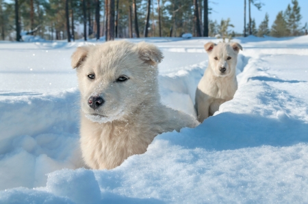Two little puppy in deep snow.の写真素材