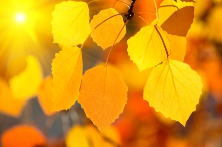 Background of autumn leaves.の写真素材