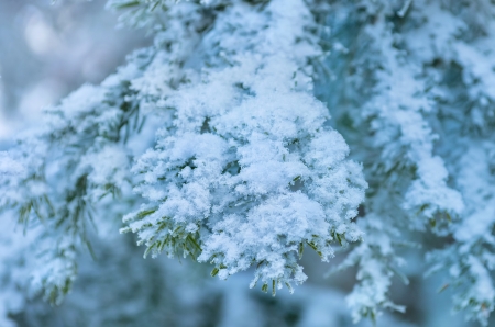Snow-covered tree branchの写真素材
