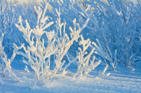 Winter background の写真素材