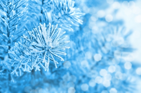 Pine branches covered with hoarfrostの写真素材