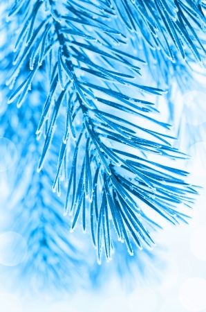 Pine branches covered with hoarfrostの写真素材