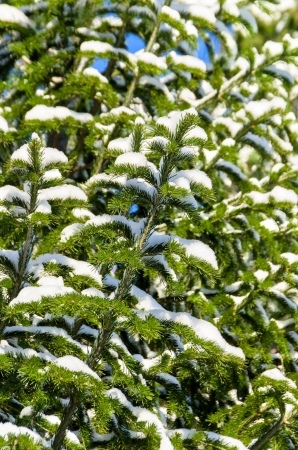 The branches of a Christmas tree in the snowの写真素材