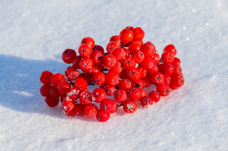 Bunch of rowan lies on snowの写真素材