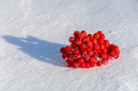 Bunch of rowan lies on snowの写真素材