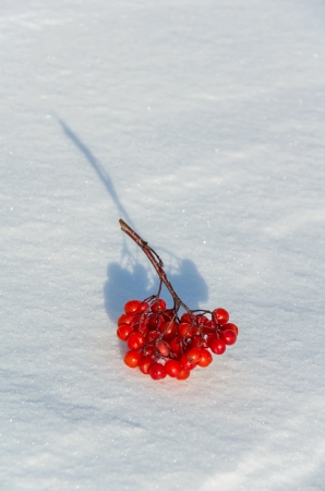 Bunch of rowan lies on snowの写真素材